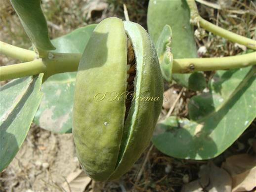  Dehiscing fruit